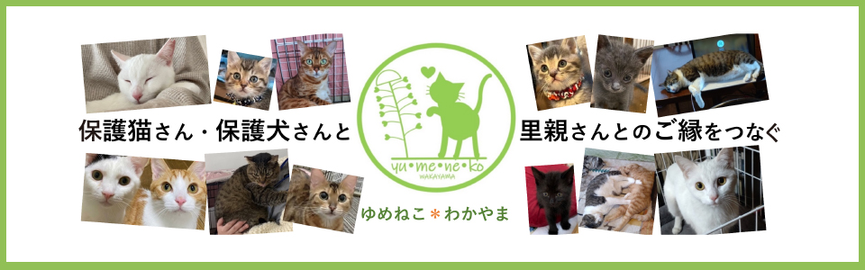 ゆめねこ＊わかやま