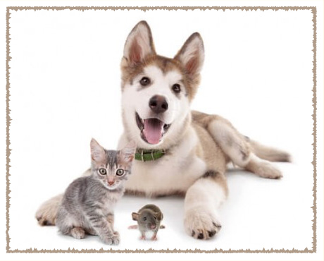 犬・猫のペットシッター